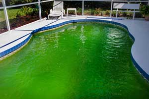 Green Algae